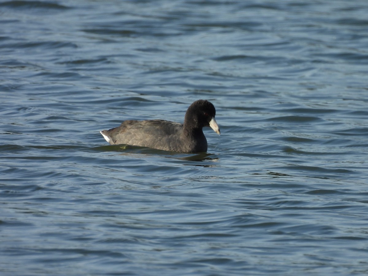 American Coot - ML642812982
