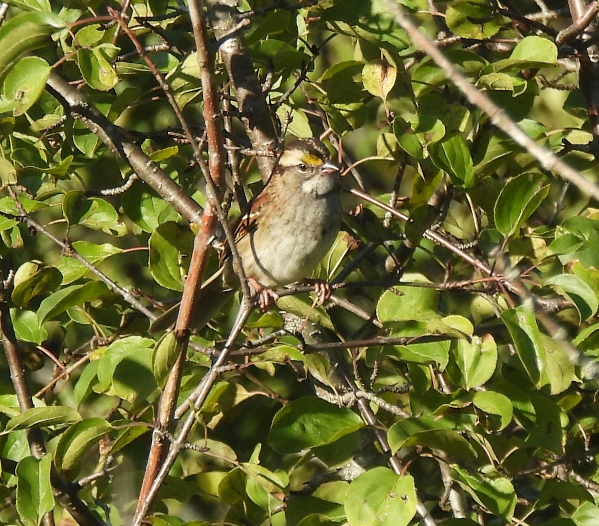 White-throated Sparrow - ML642812986