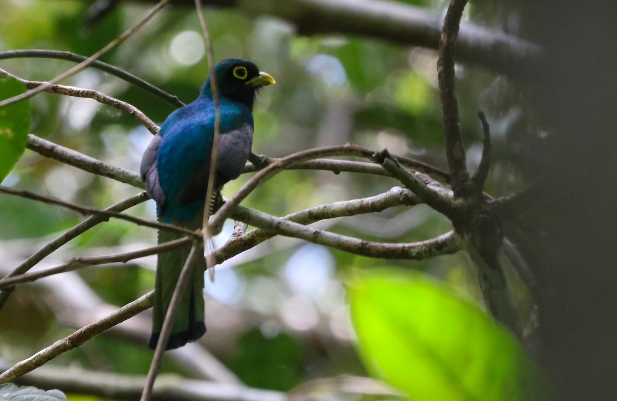 Amazonian Black-throated Trogon - ML642812999