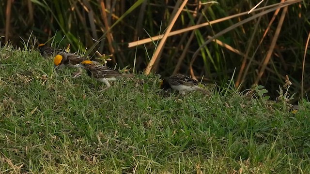 Black-breasted Weaver - ML642813002