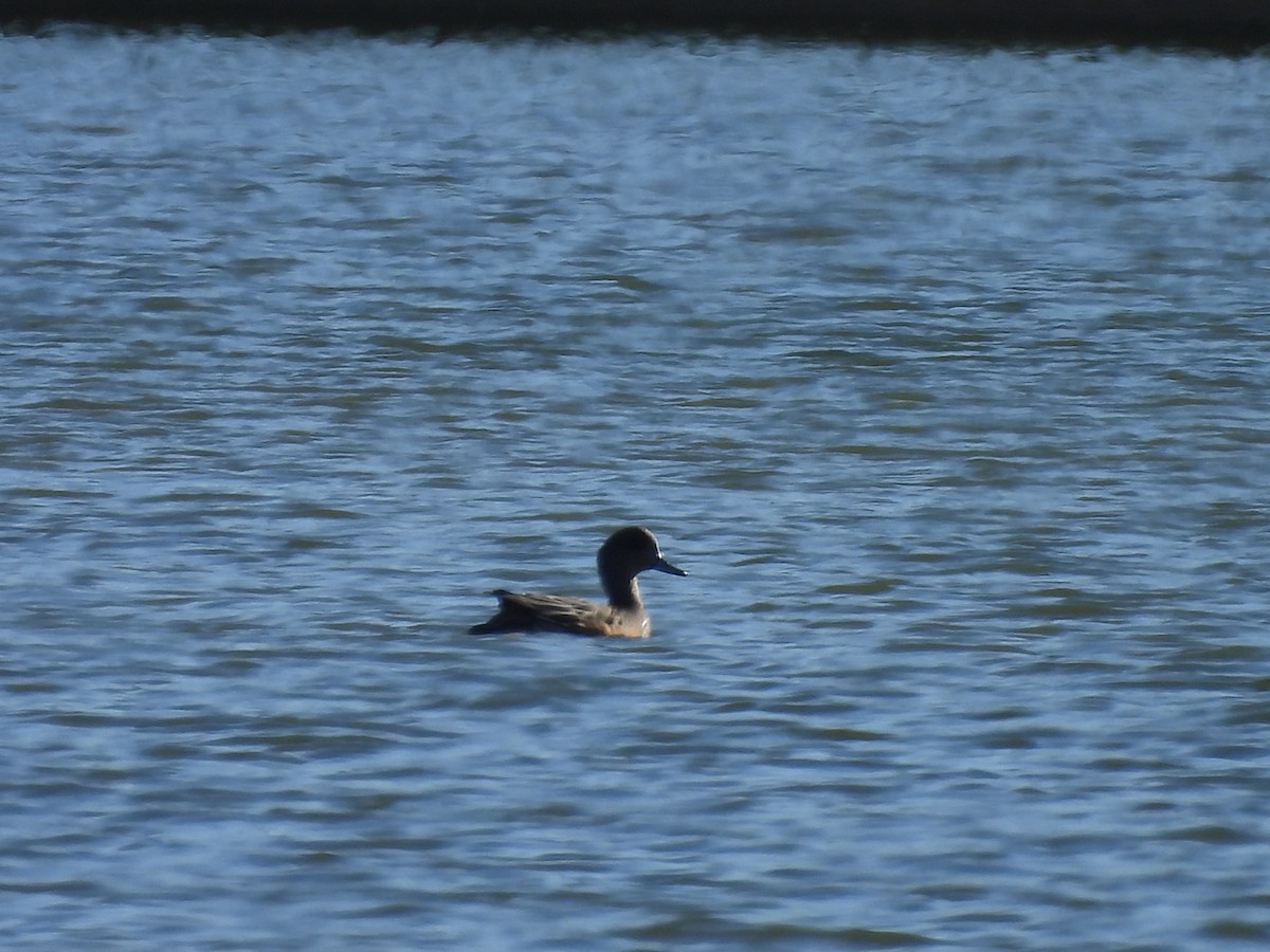 American Wigeon - ML642813003
