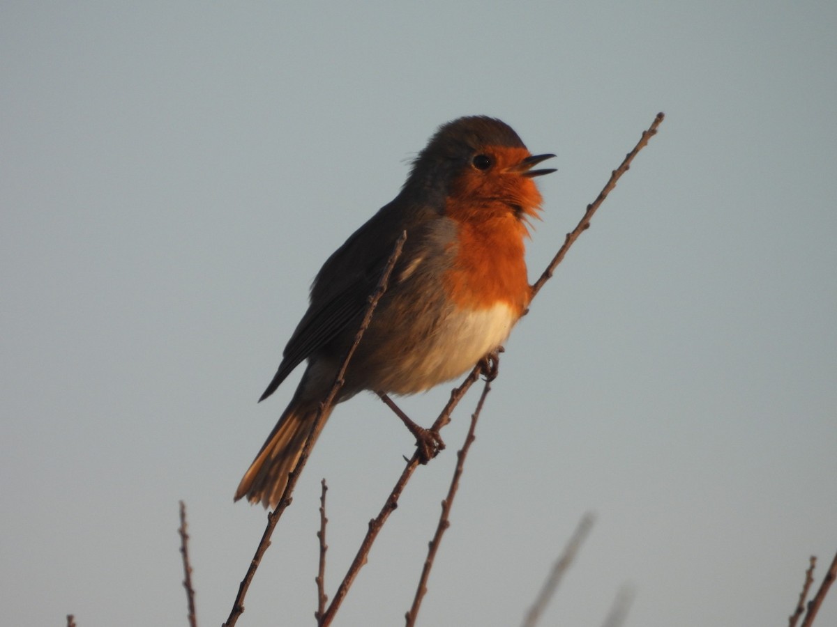European Robin - ML642813022