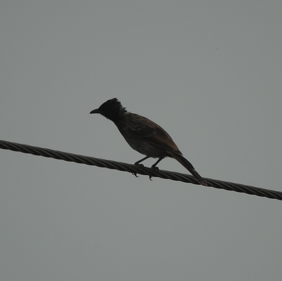 bulbul šupinkový - ML642813026