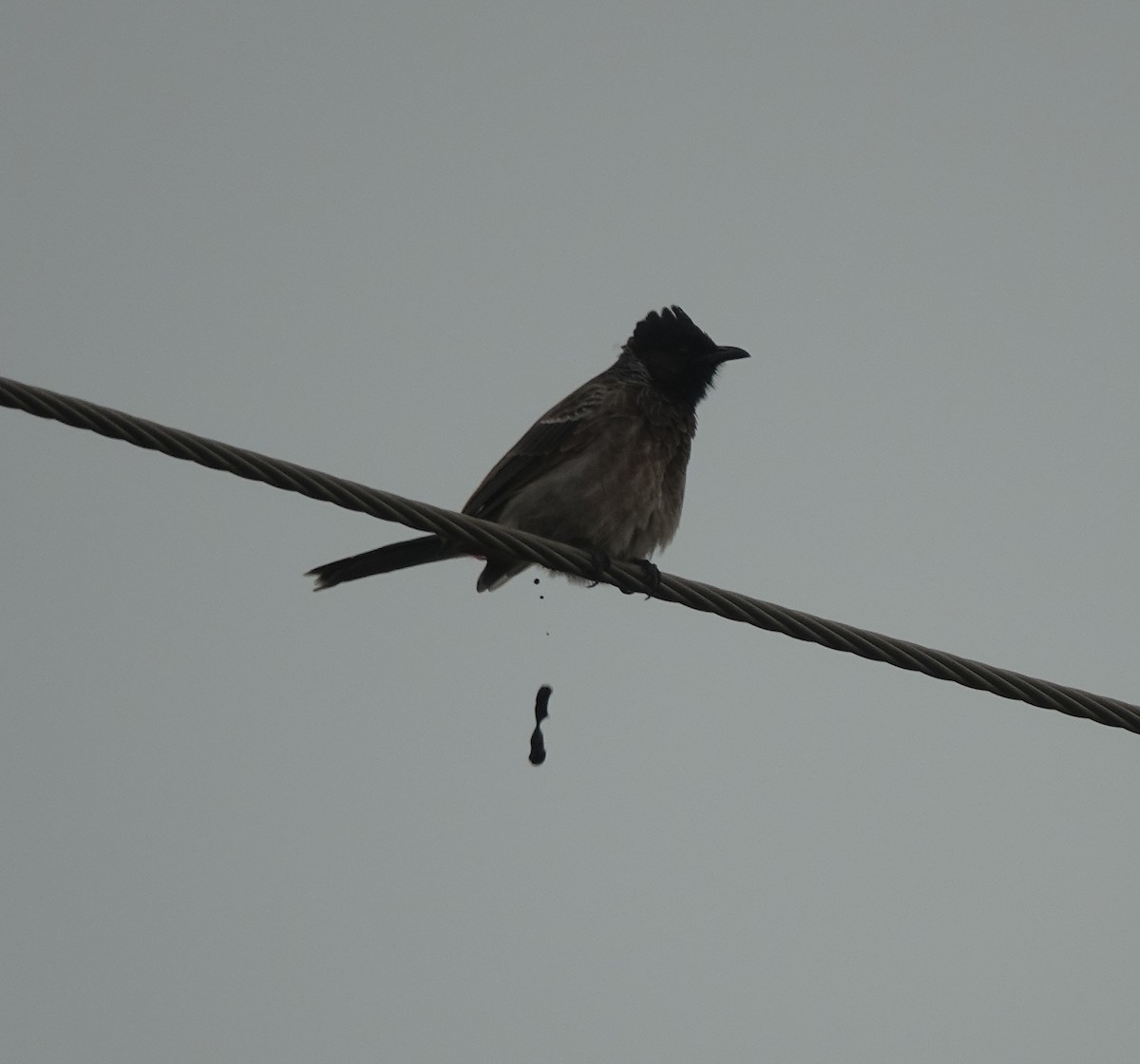 bulbul šupinkový - ML642813027