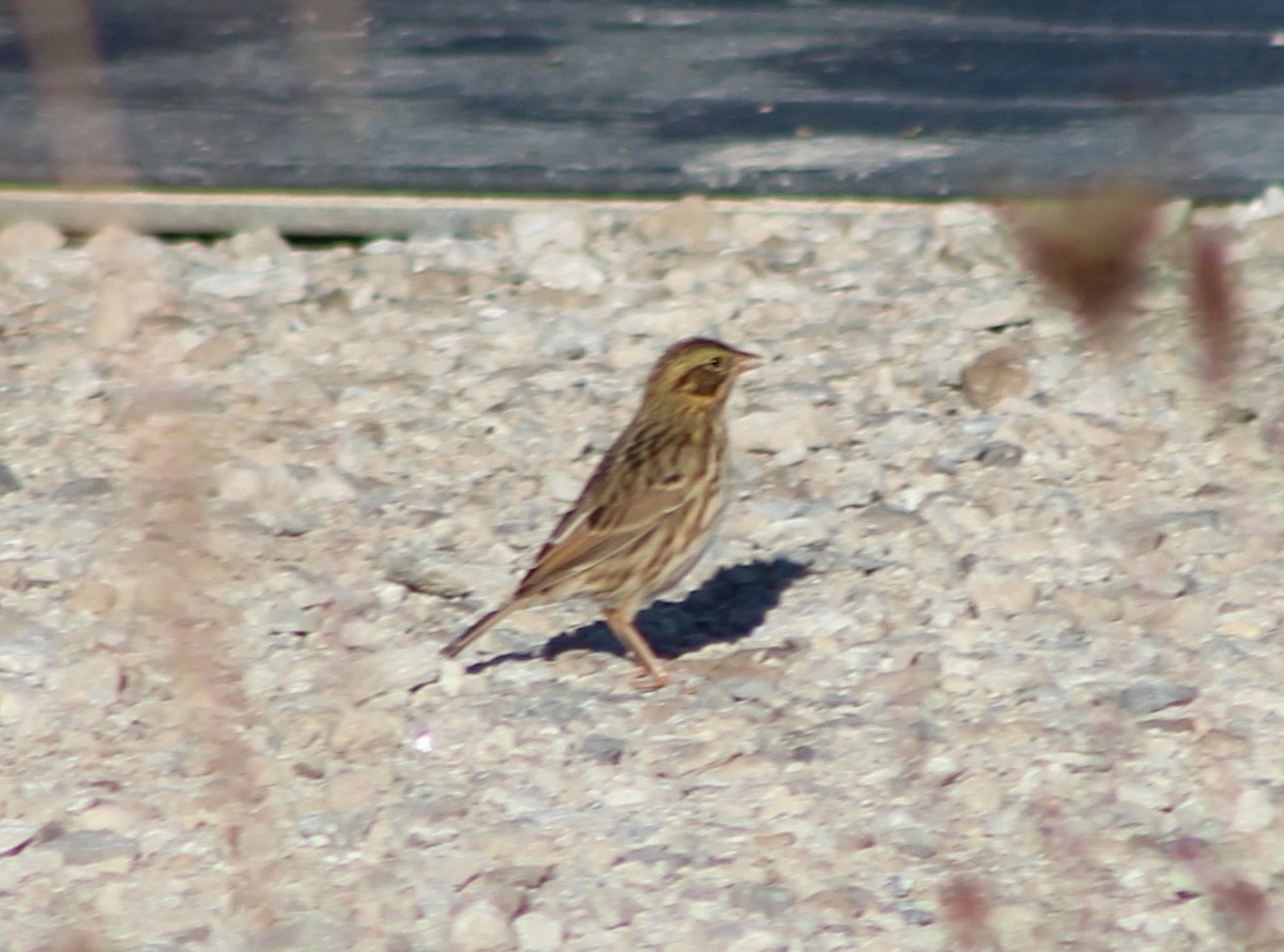 Savannah Sparrow - ML642813035