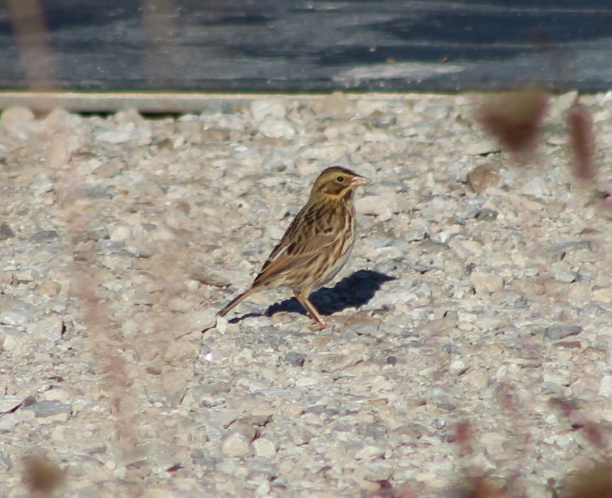 Savannah Sparrow - ML642813036