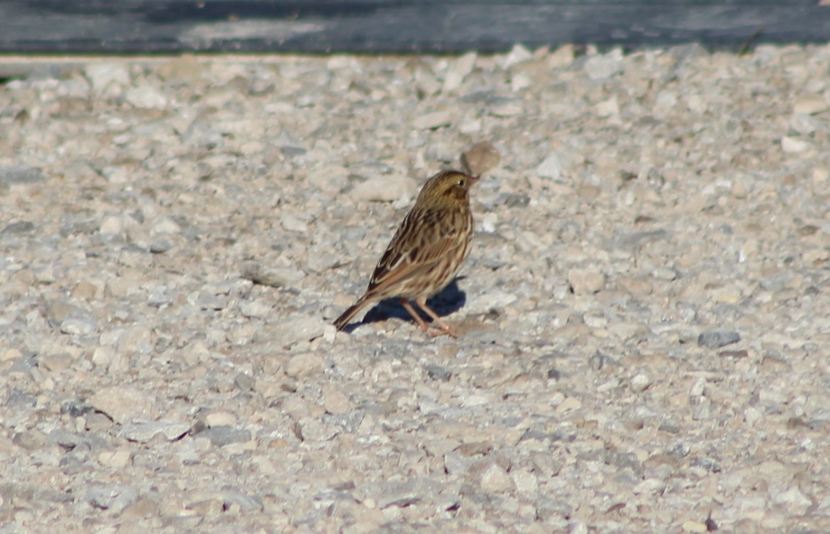Savannah Sparrow - ML642813037