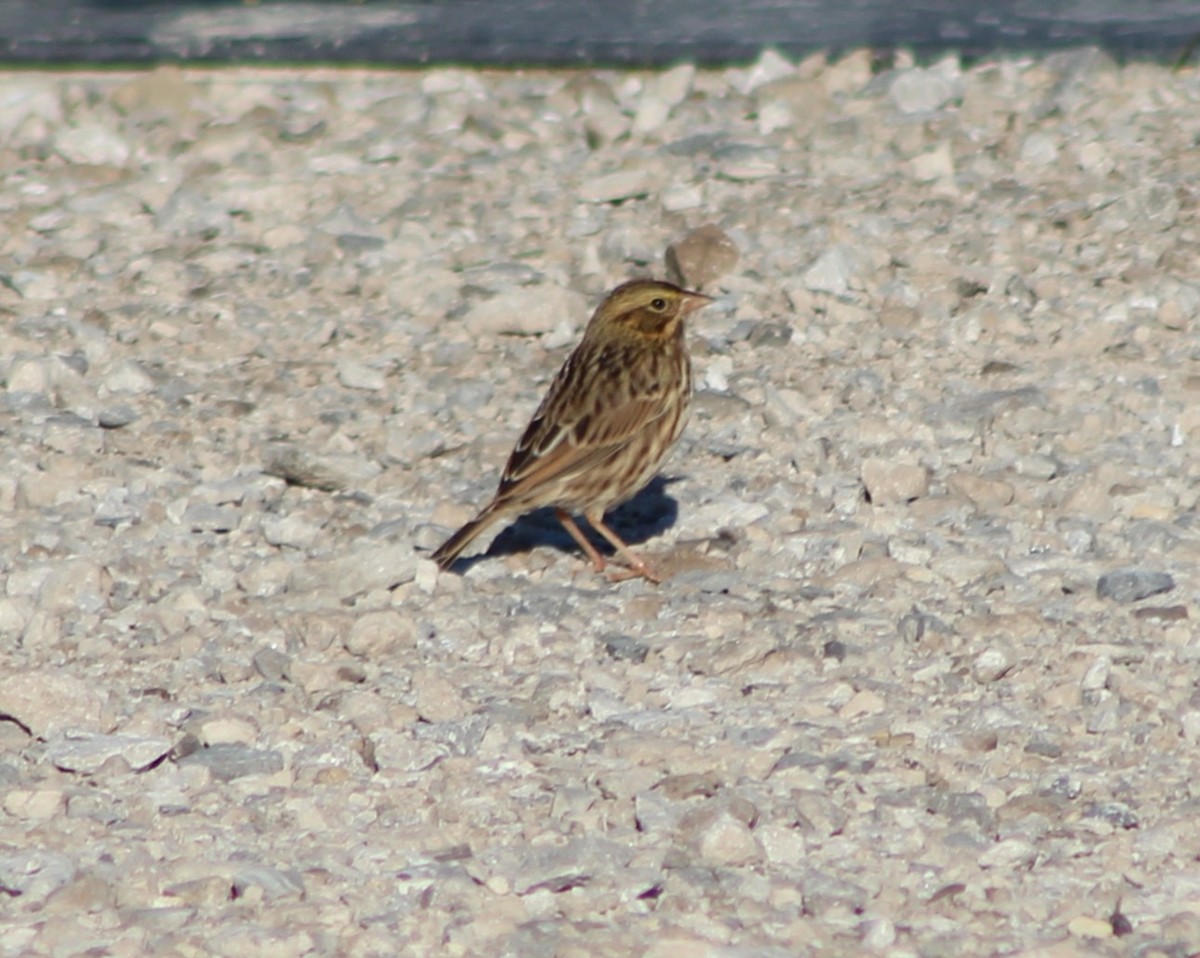 Savannah Sparrow - ML642813038
