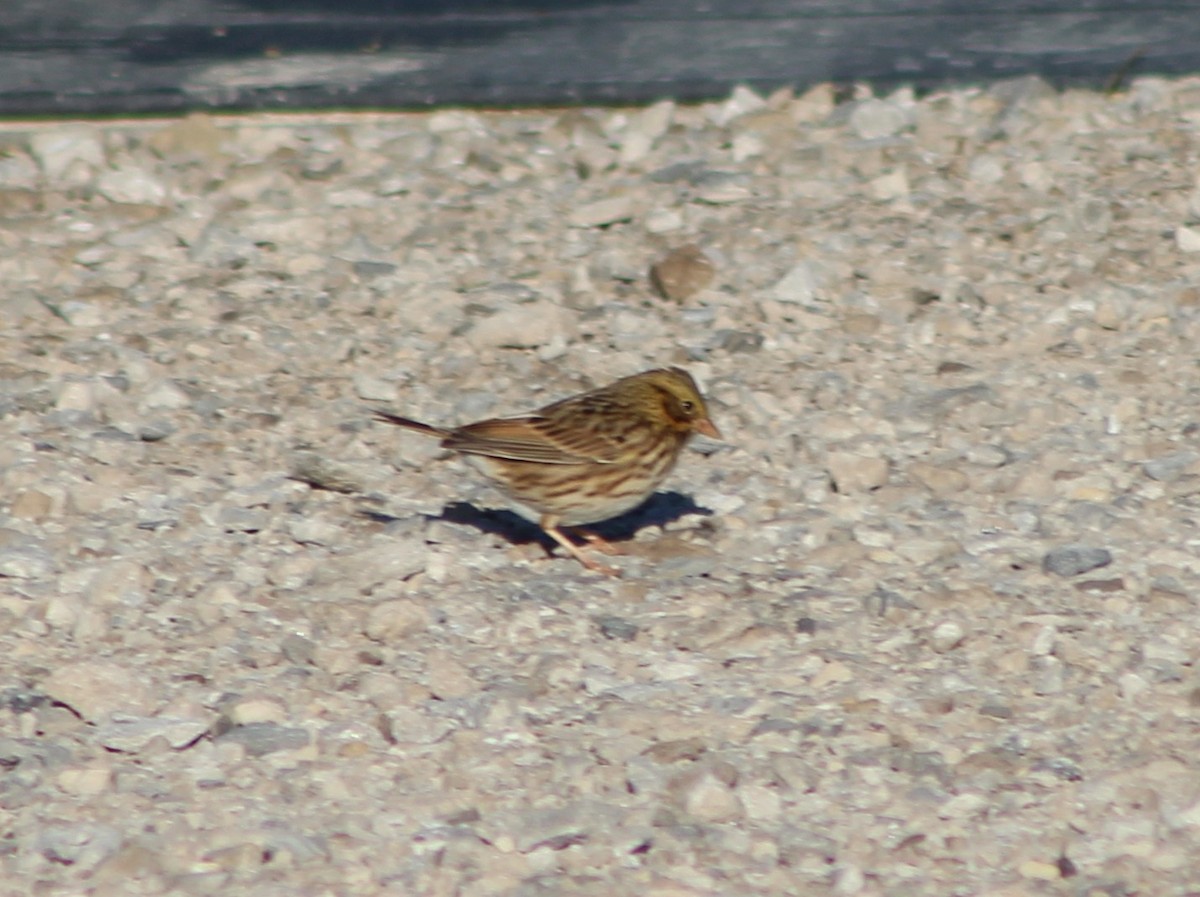 Savannah Sparrow - ML642813039