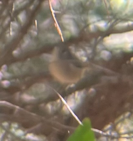 Ruby-crowned Kinglet - ML642813046