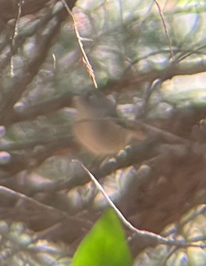Ruby-crowned Kinglet - ML642813047