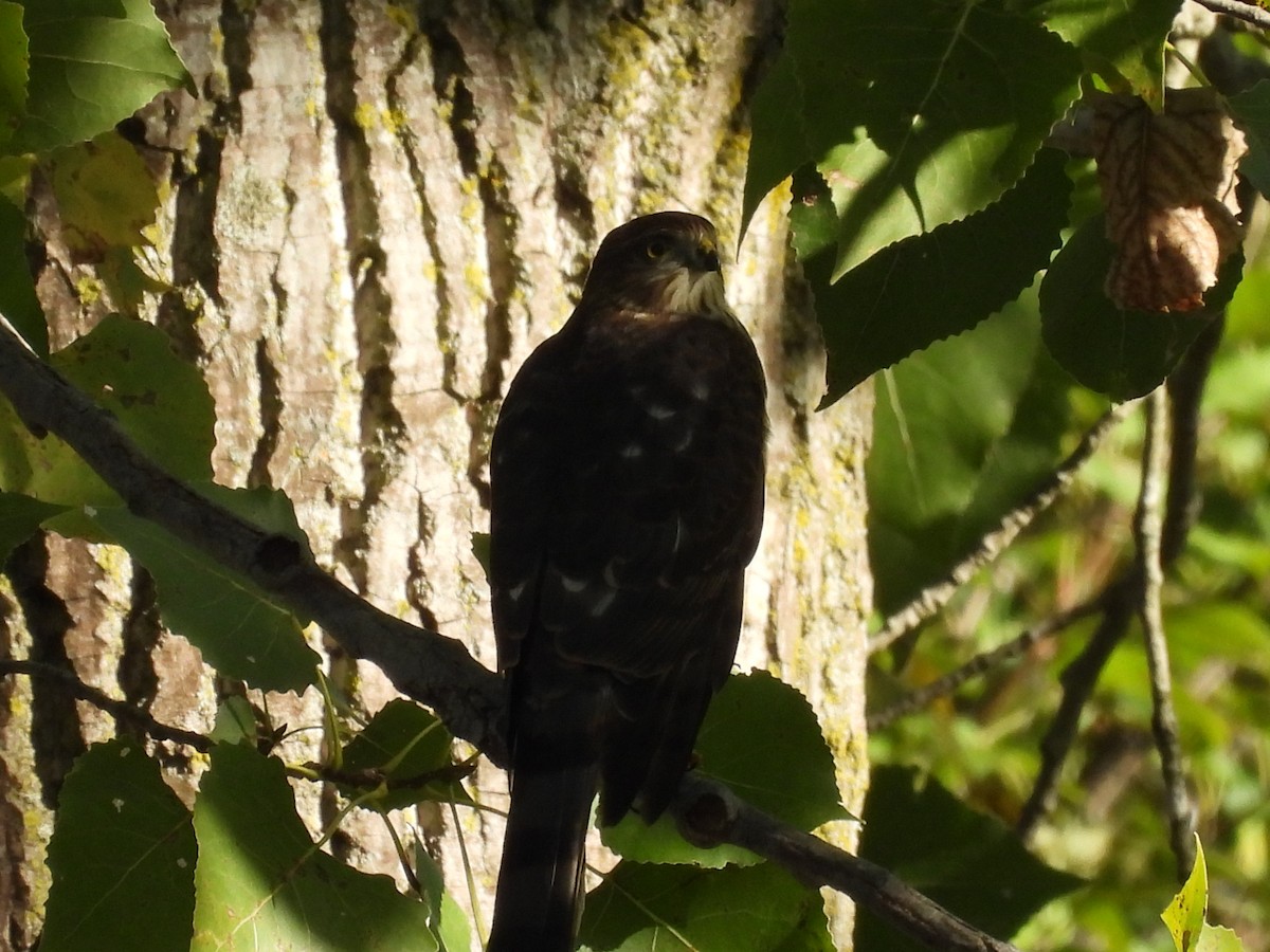 Sharp-shinned Hawk - ML642813059