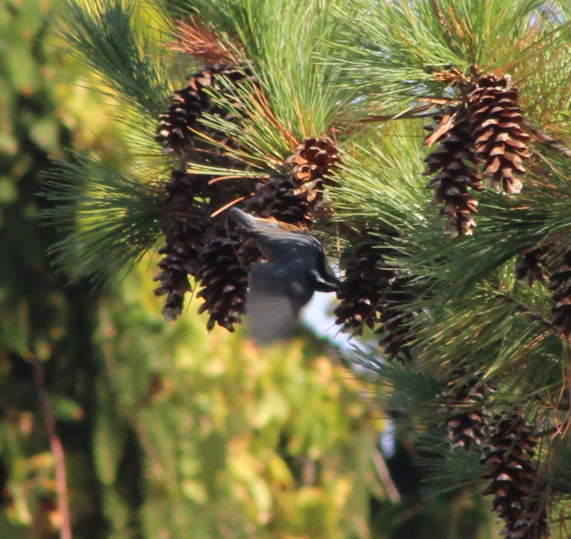 Red-breasted Nuthatch - ML642813060