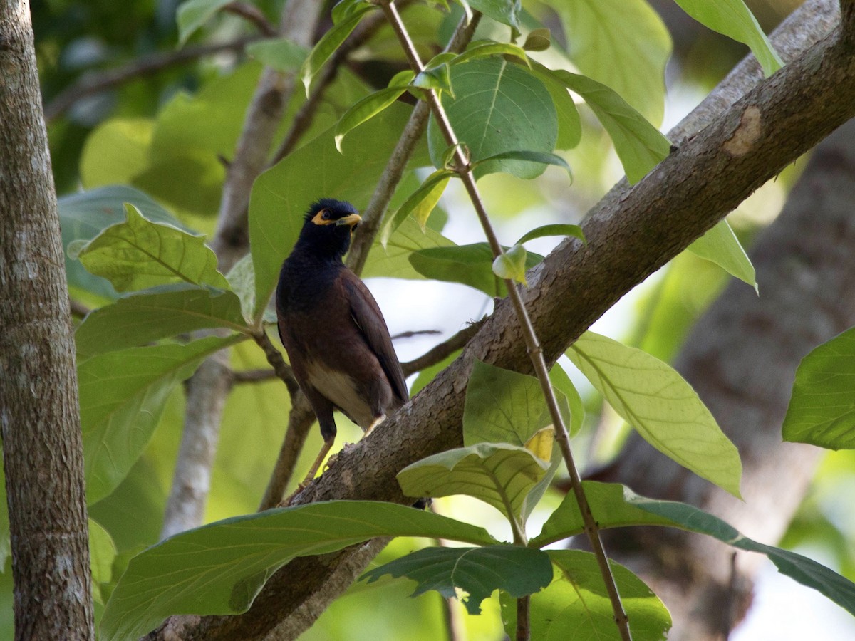 Common Myna - ML642813071