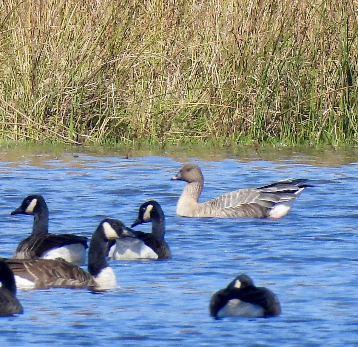 Pink-footed Goose - ML642813085