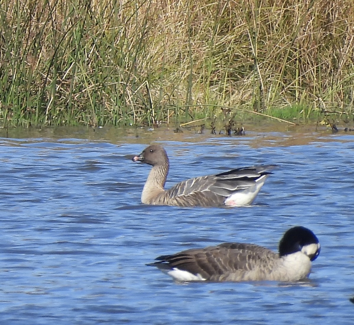 Pink-footed Goose - ML642813086