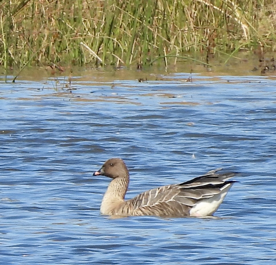Pink-footed Goose - ML642813087