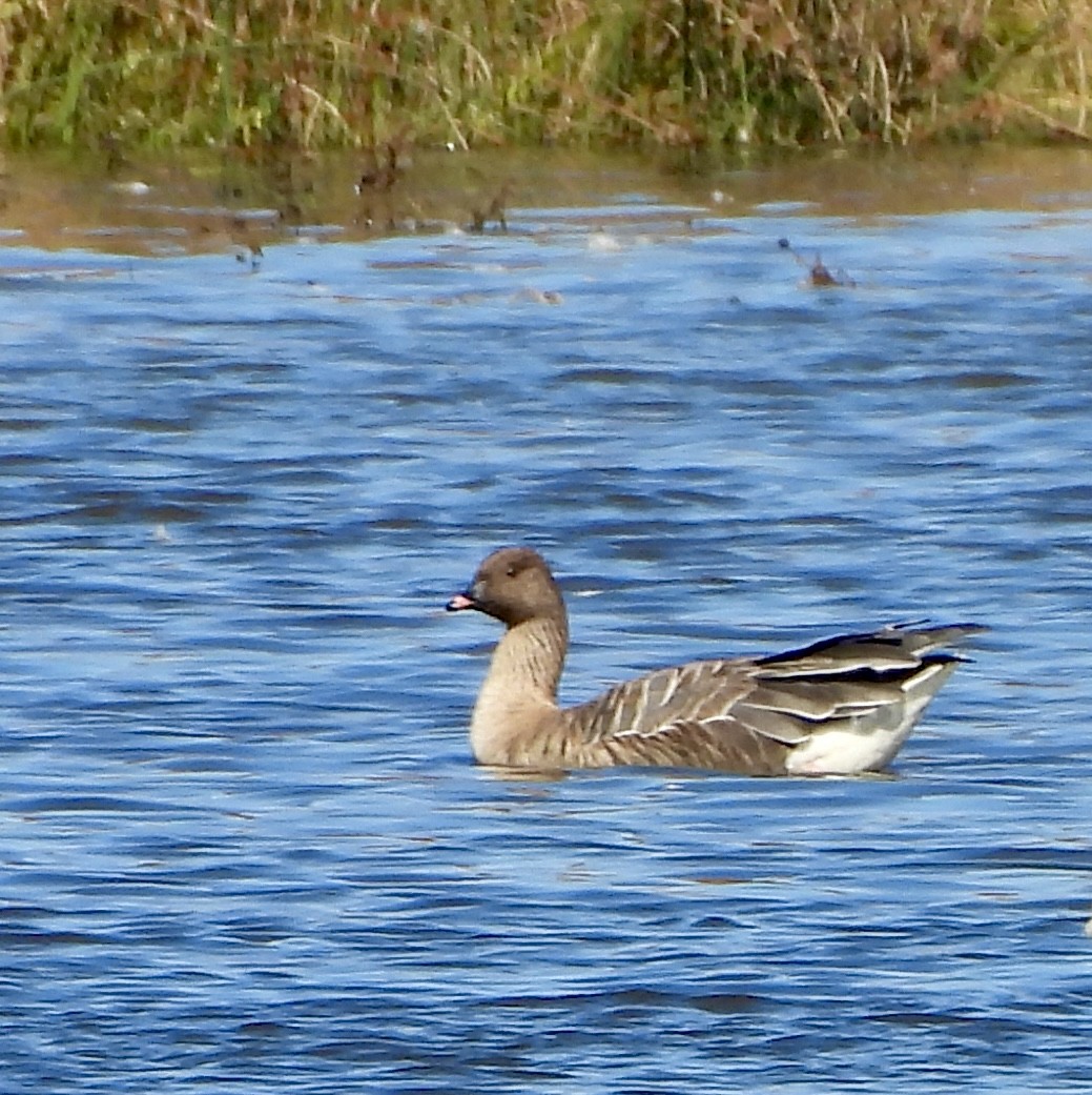 Pink-footed Goose - ML642813088