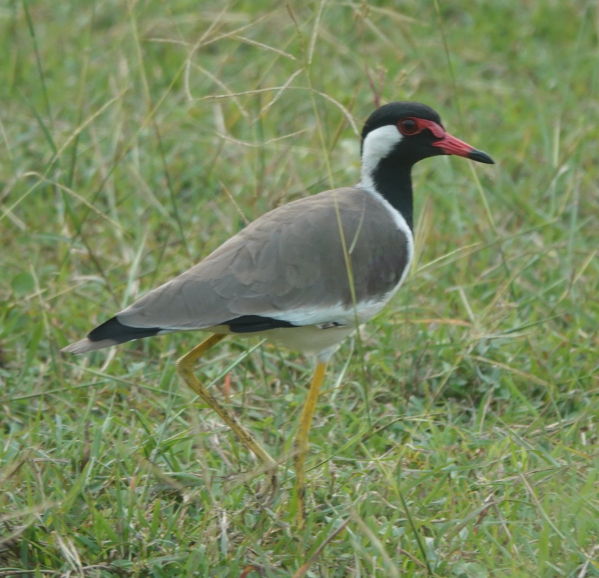 Red-wattled Lapwing - ML642813089