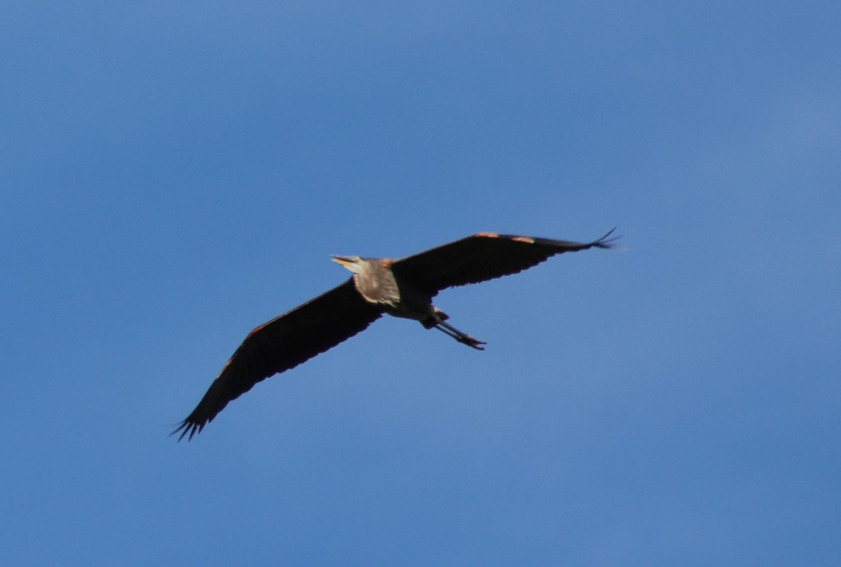 Great Blue Heron - ML642813095