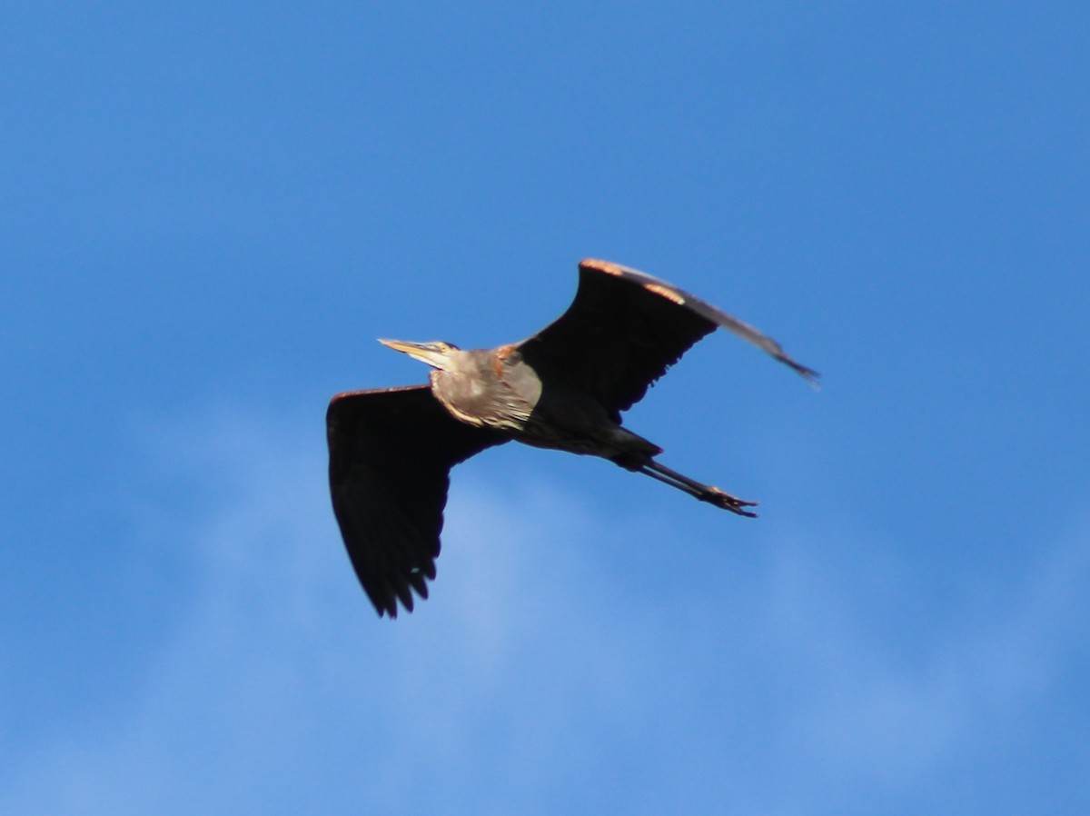 Great Blue Heron - ML642813096