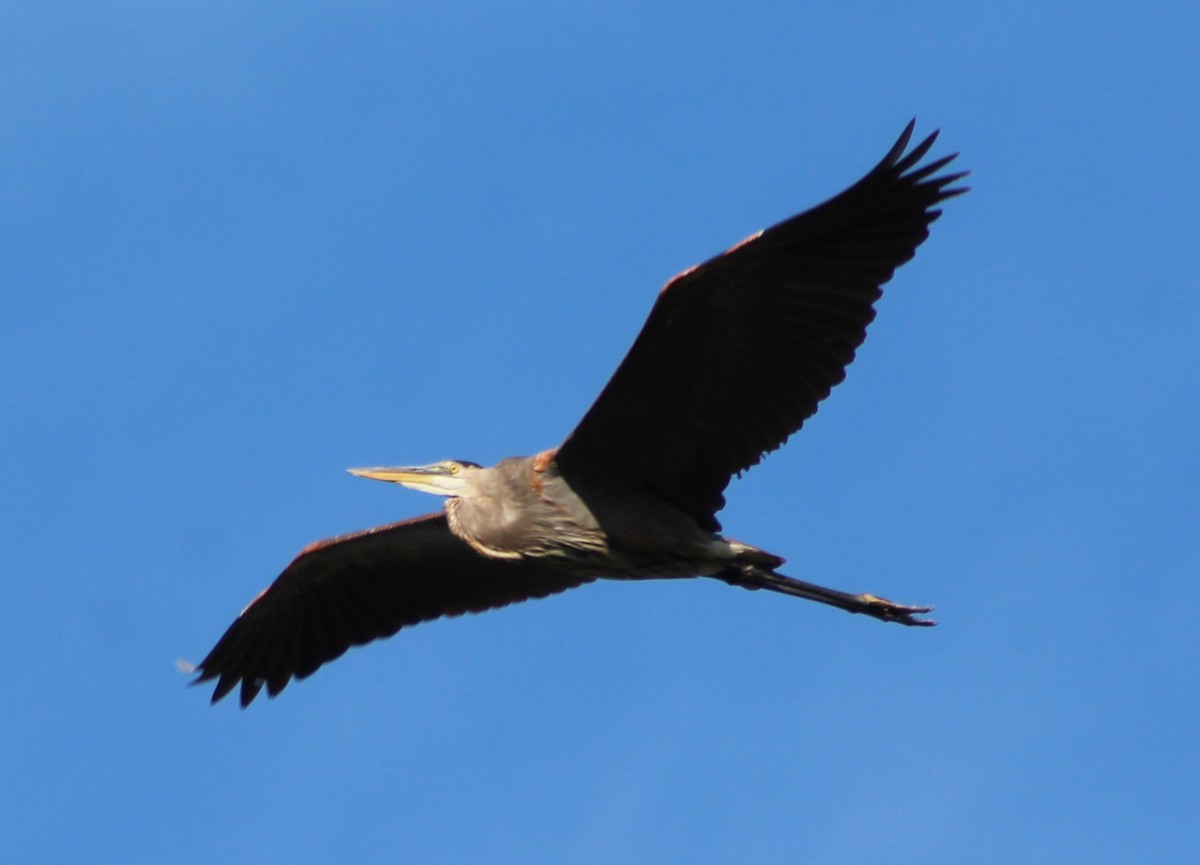 Great Blue Heron - ML642813097
