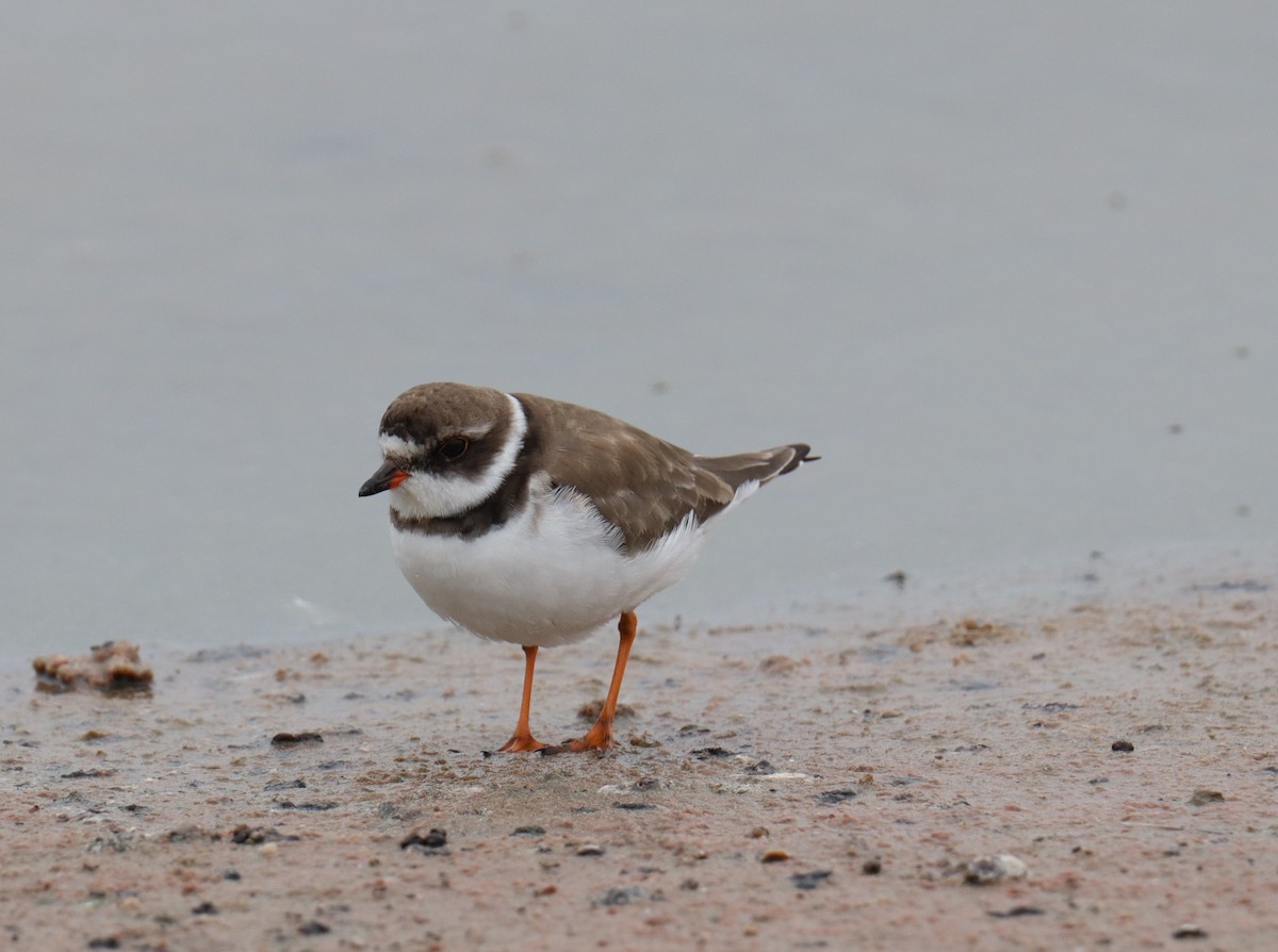 Semipalmated Plover - ML642813098