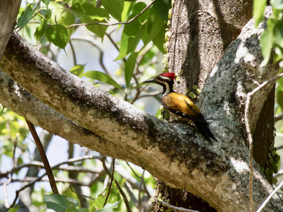 Black-rumped Flameback - ML642813119