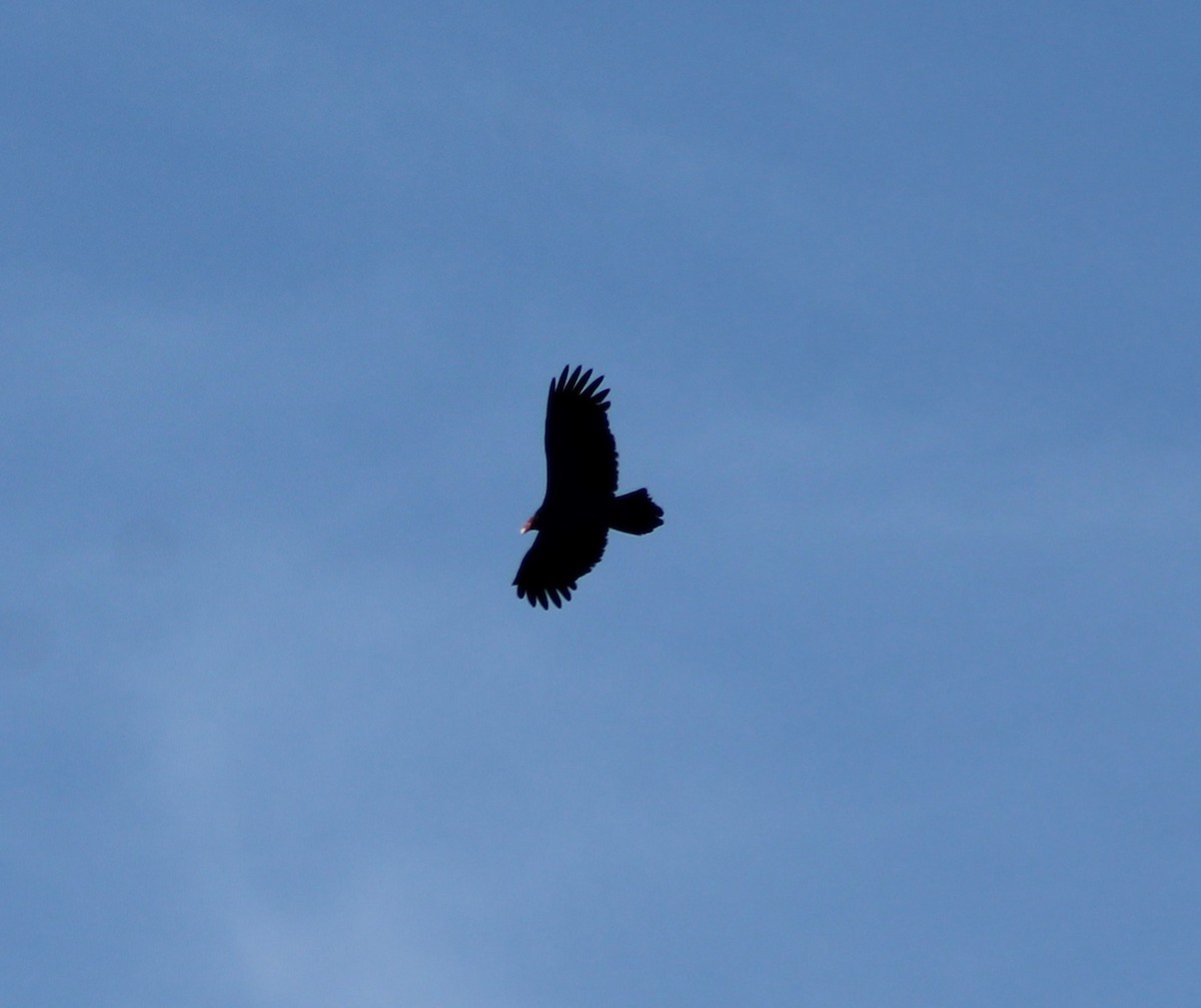 Turkey Vulture - ML642813121