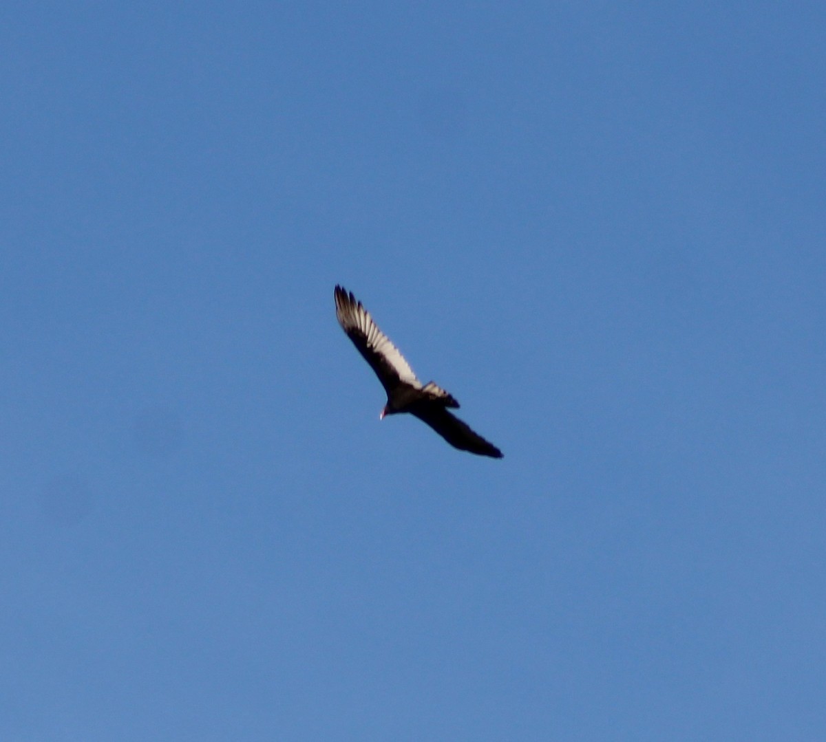 Turkey Vulture - ML642813122
