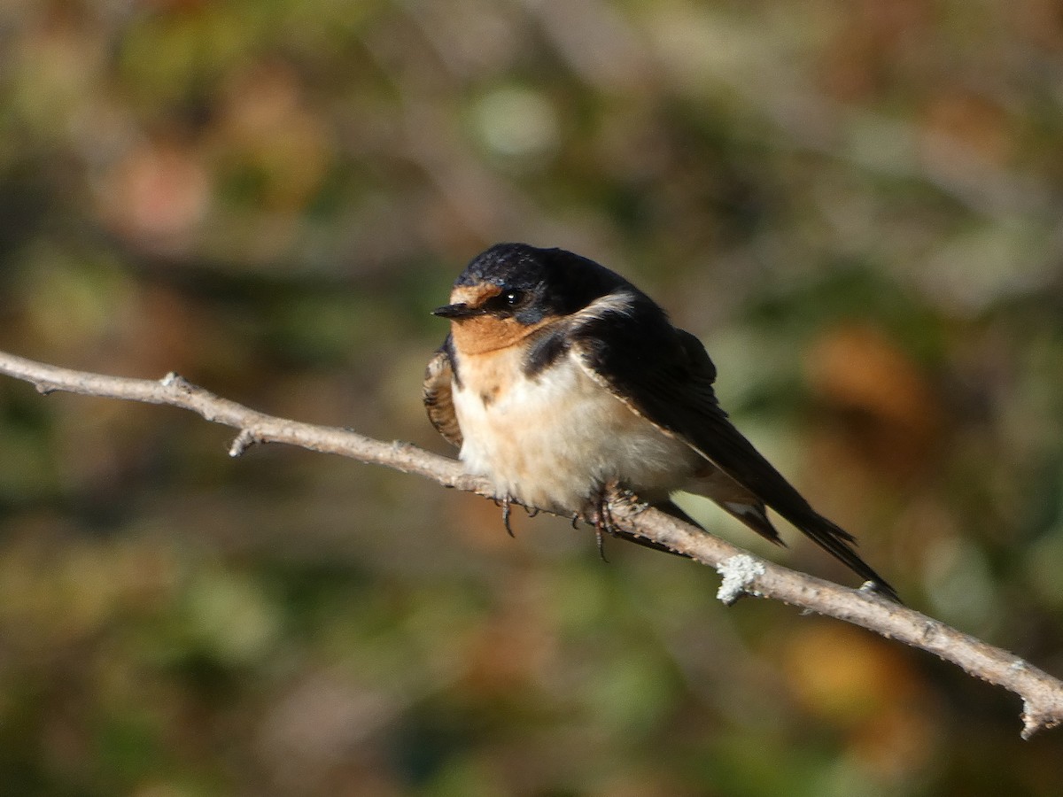 Barn Swallow - ML642813126