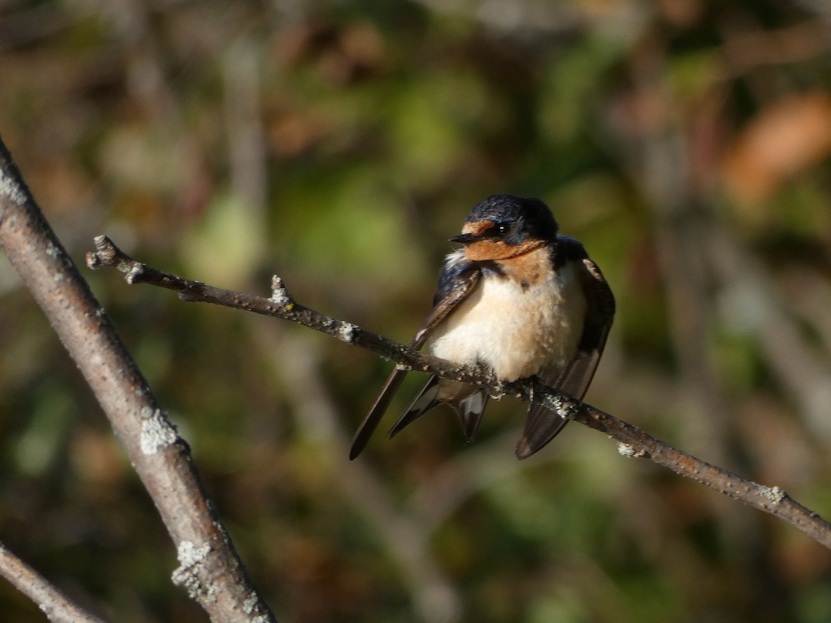 Barn Swallow - ML642813132