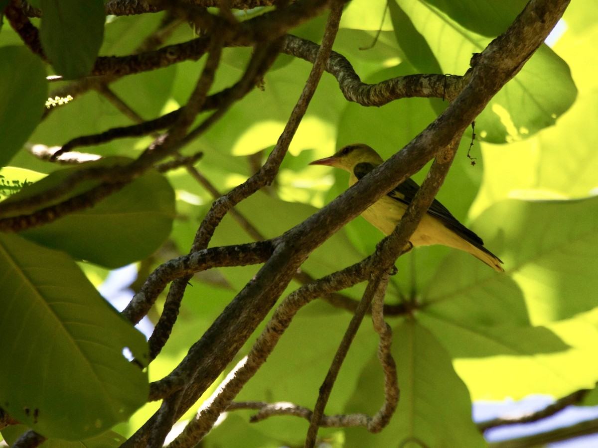Indian Golden Oriole - ML642813158
