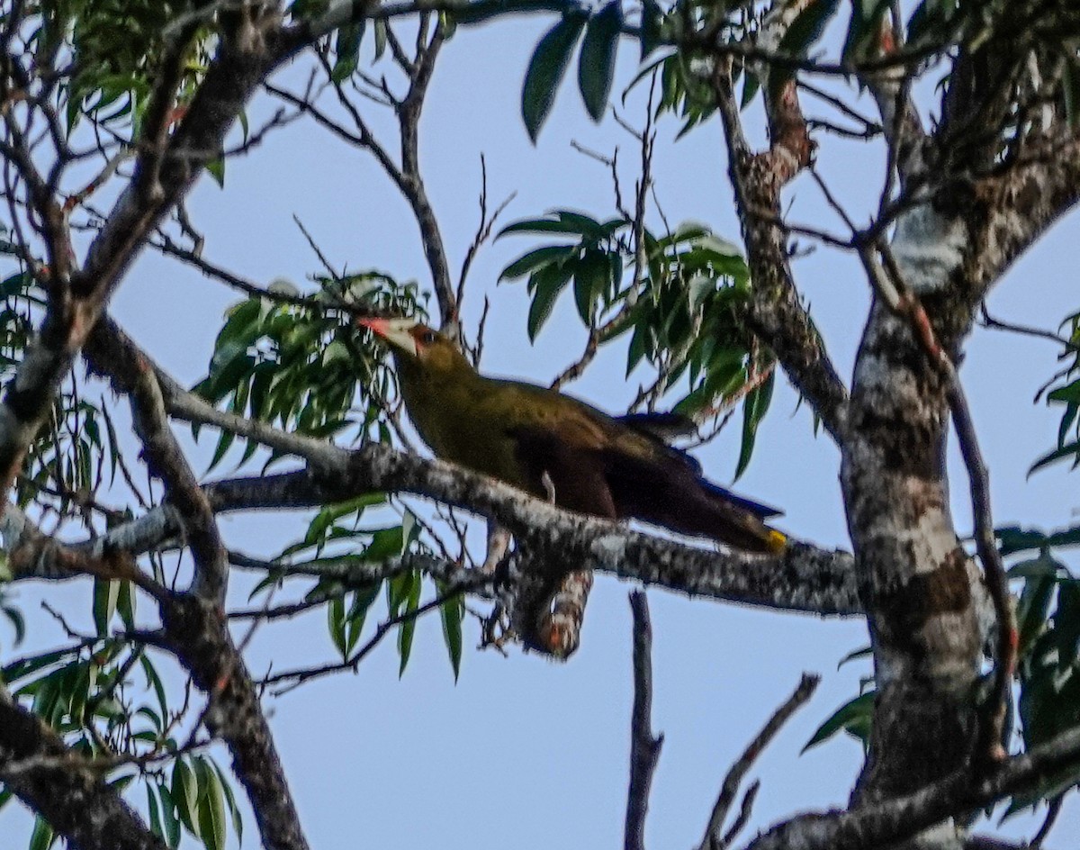 Green Oropendola - ML642813159