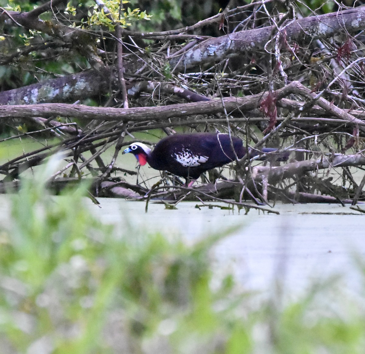 Black-fronted Piping-Guan - ML642813173