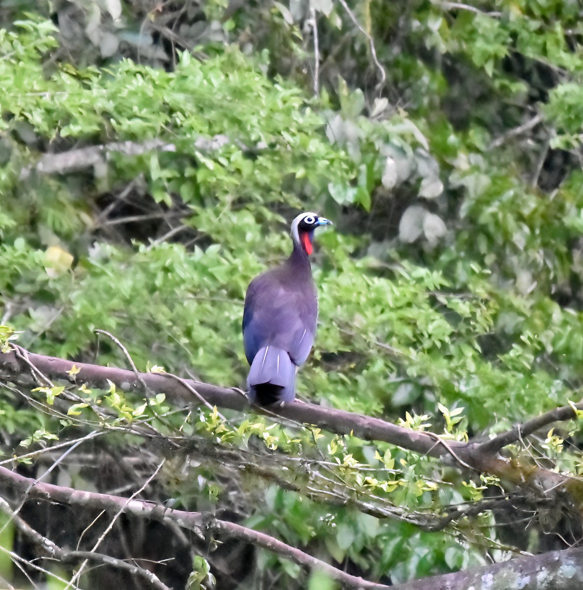 Black-fronted Piping-Guan - ML642813175