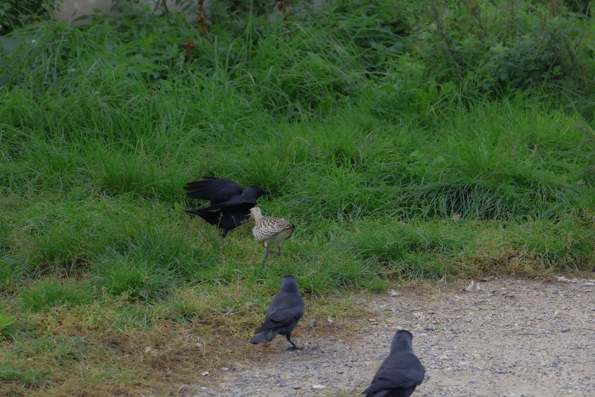 Eurasian Jackdaw - ML642813201