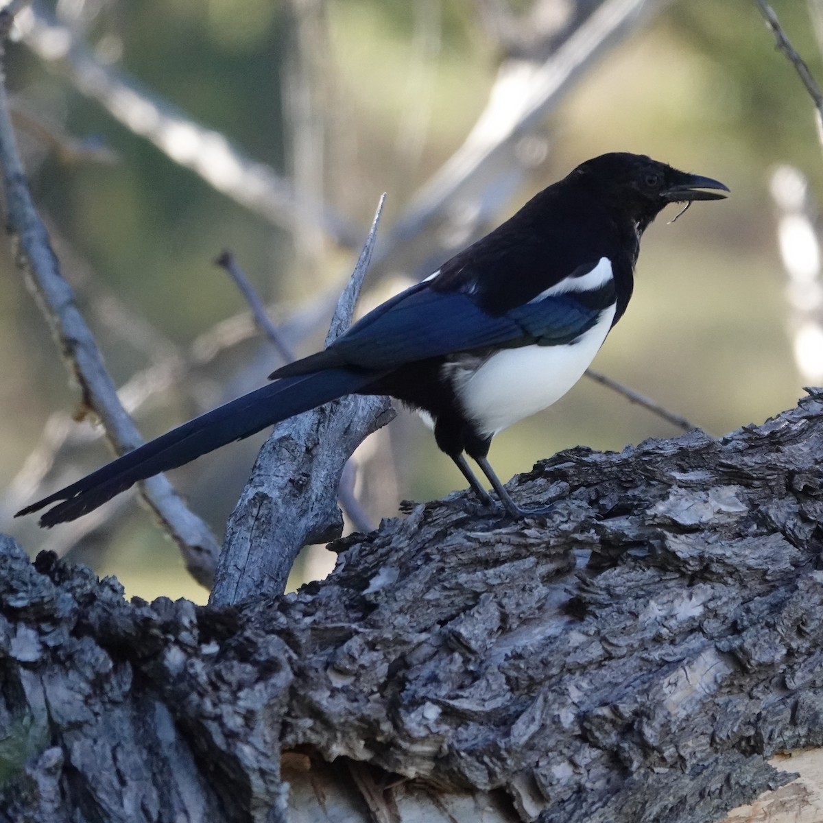 Black-billed Magpie - ML642813203