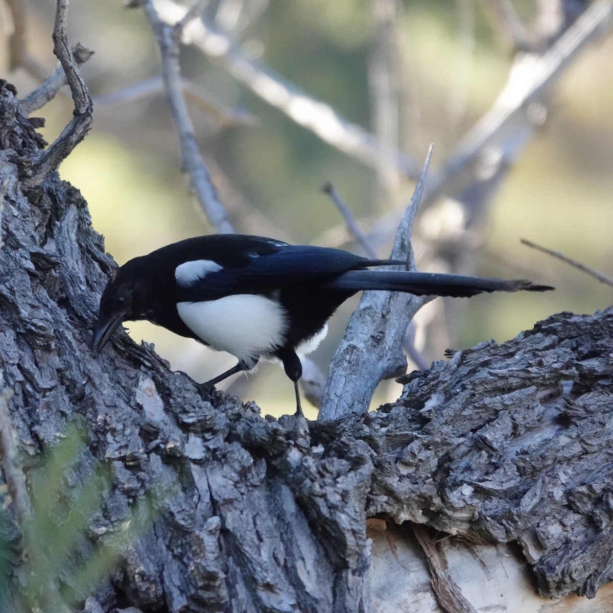 Black-billed Magpie - ML642813204