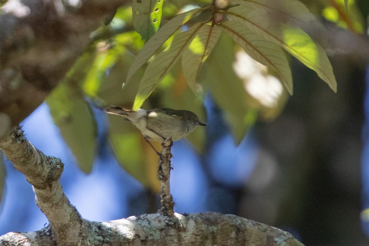 Горная шипоклювка - ML642813206