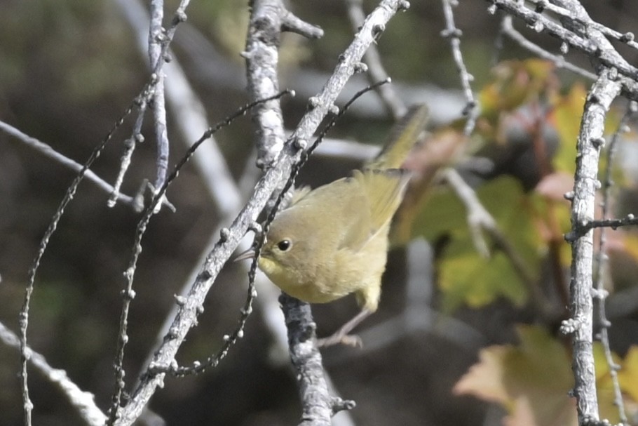 Common Yellowthroat - ML642813215
