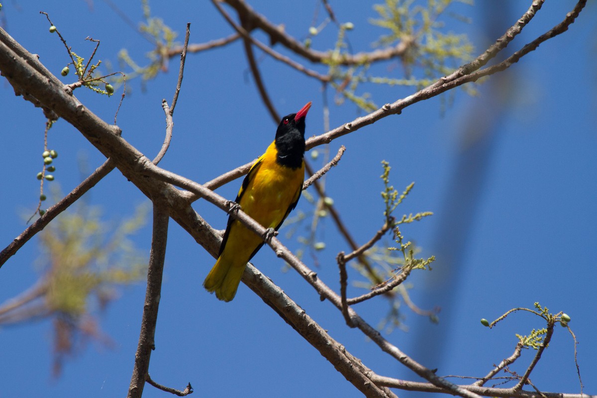 Black-hooded Oriole - ML642813216