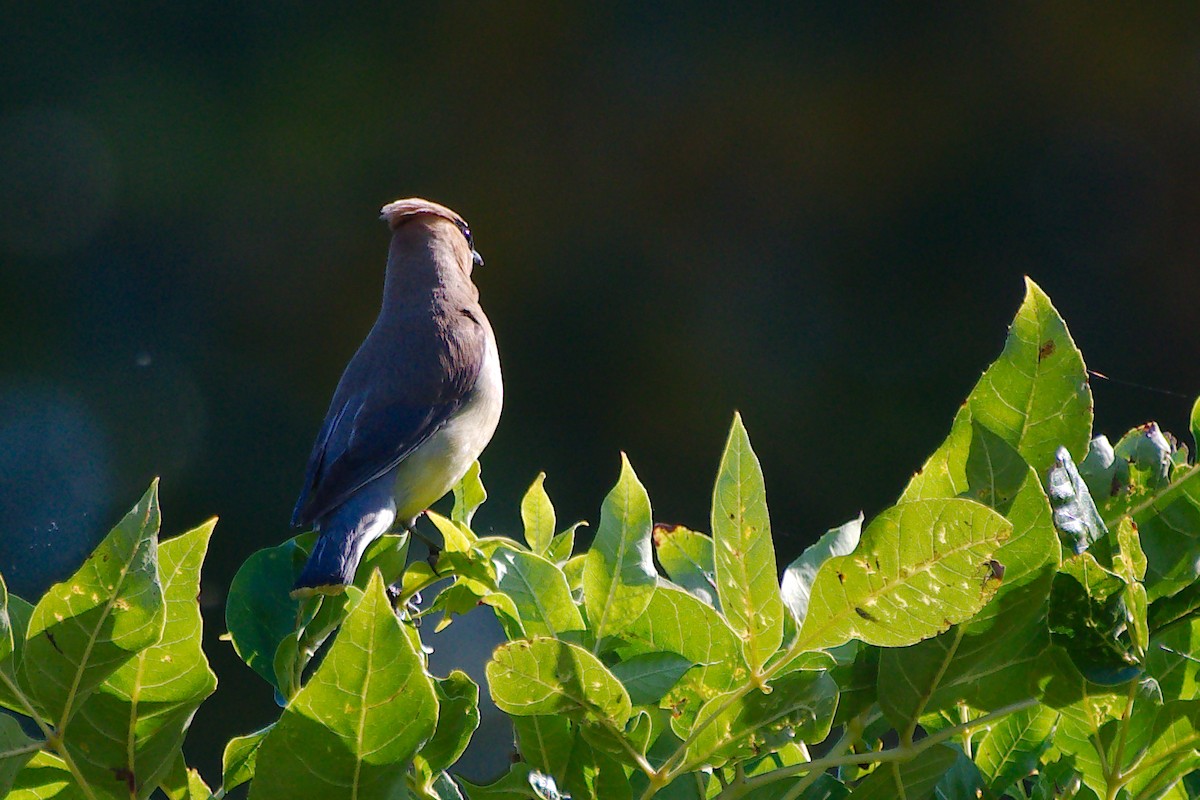 Cedar Waxwing - ML642813219