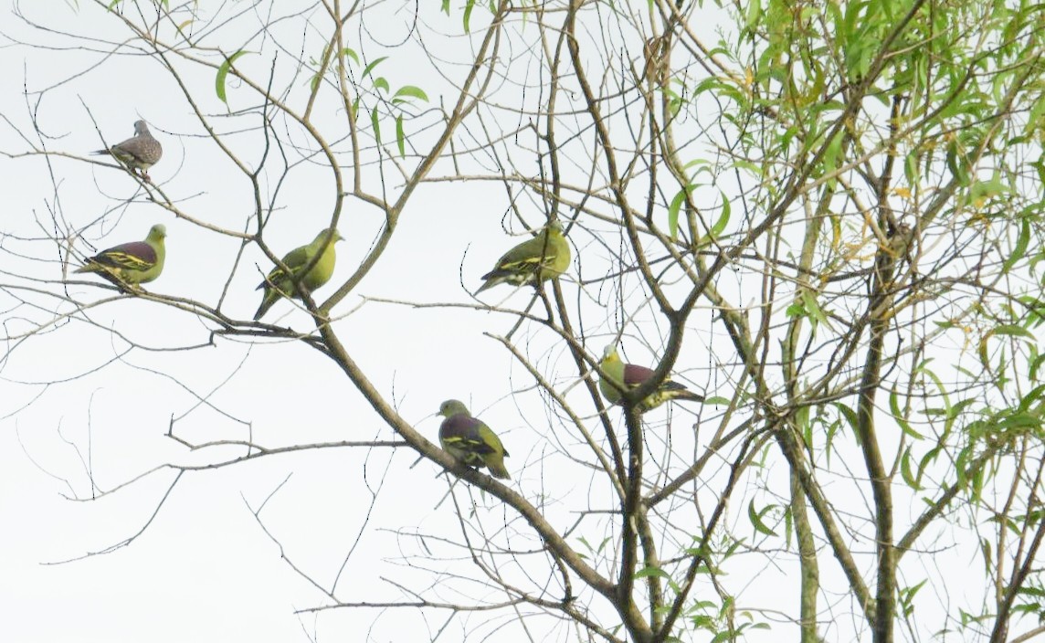 Gray-fronted Green-Pigeon - ML642813220