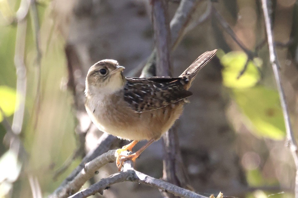 Sedge Wren - ML642813231