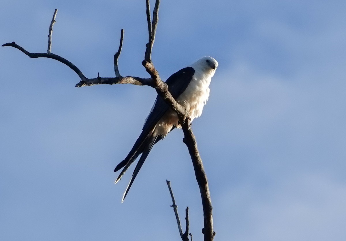 Swallow-tailed Kite - ML642813233
