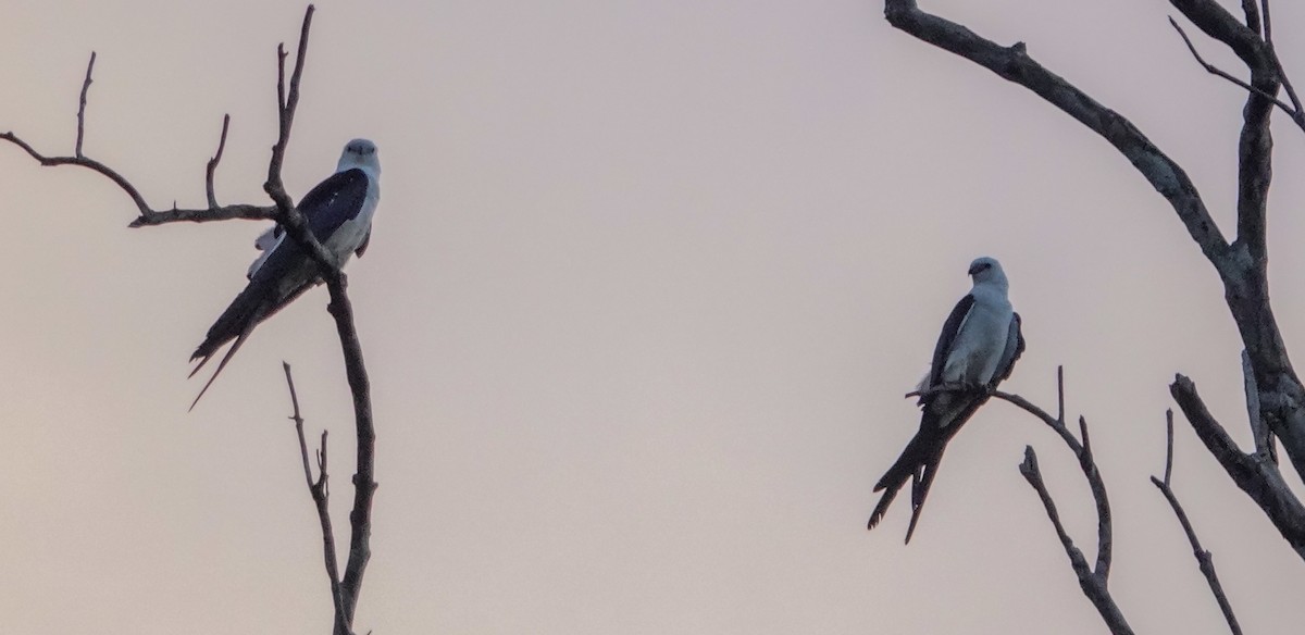 Swallow-tailed Kite - ML642813234