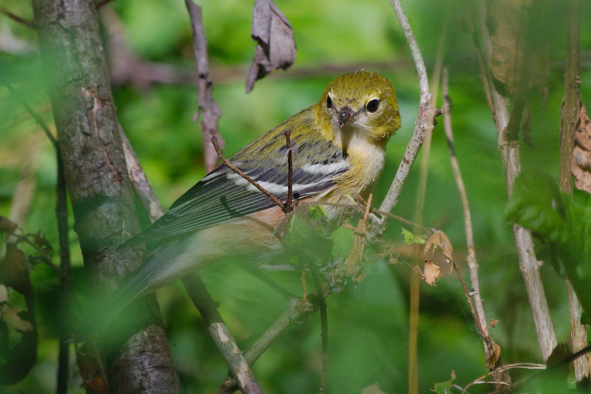 Chestnut-sided Warbler - ML642813235