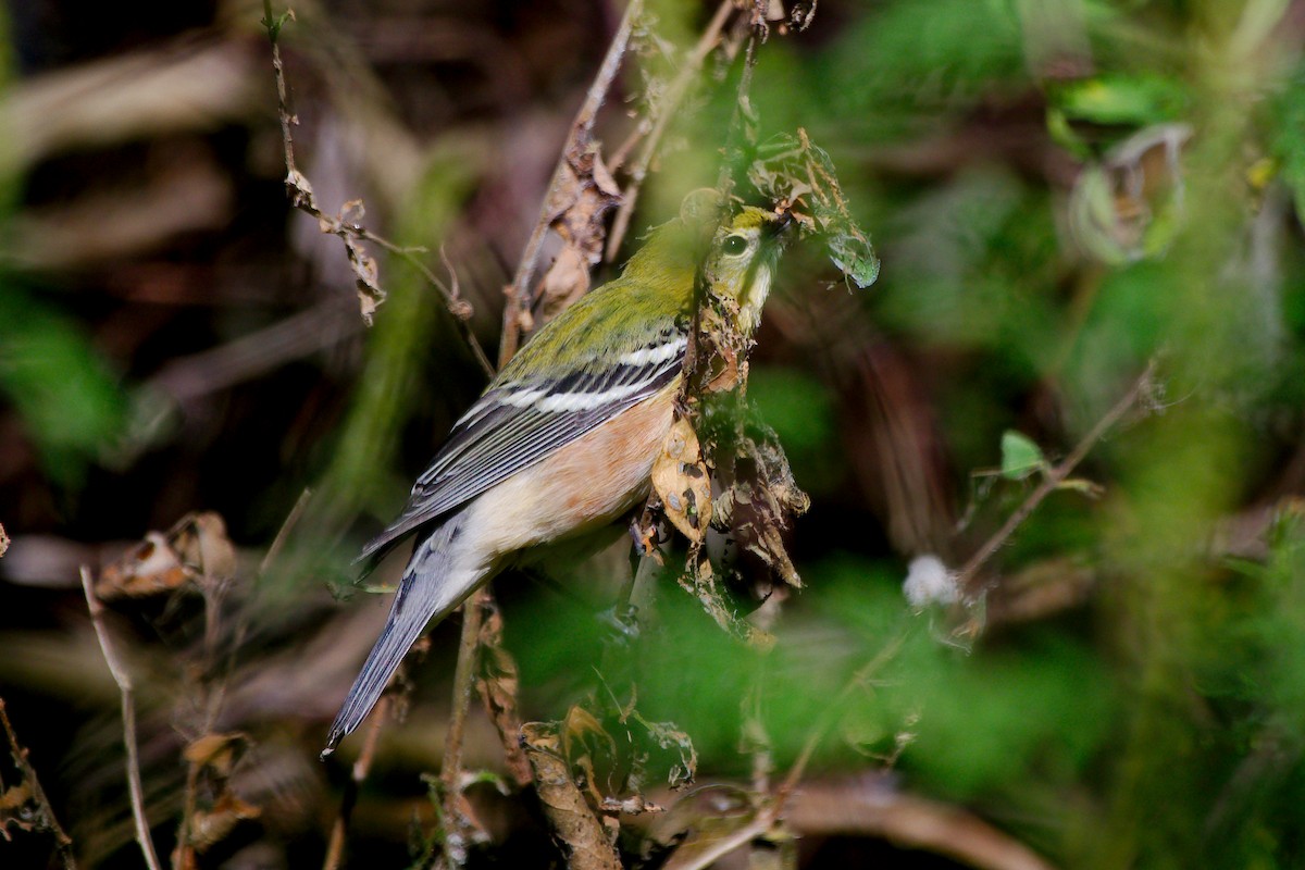 Chestnut-sided Warbler - ML642813236