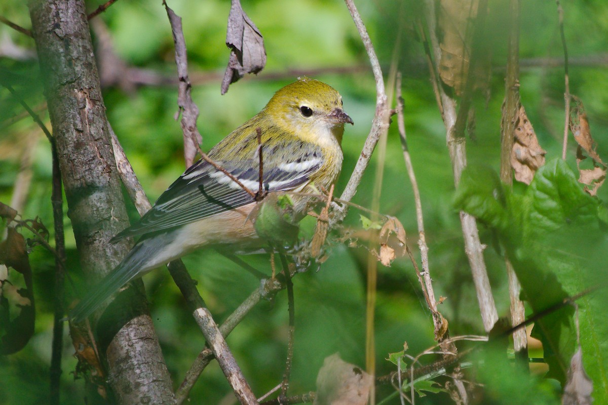 Chestnut-sided Warbler - ML642813237